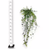 Bluszcz pospolity (Hedera helix ‘Wonder’) 110-120cm