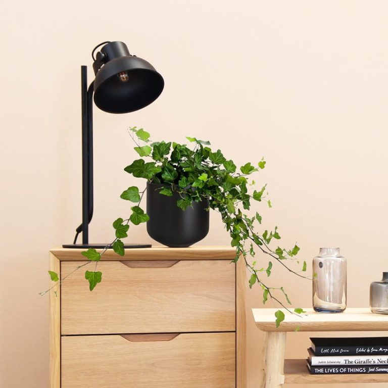 Bluszcz pospolity (Hedera helix 'Wonder') 70cm