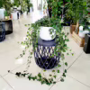Bluszcz pospolity (Hedera helix ‘Wonder’) 110-120cm