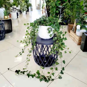 Bluszcz pospolity (Hedera helix 'Wonder') 120cm