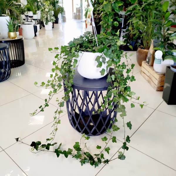 Bluszcz pospolity (Hedera helix 'Wonder') 110-120cm