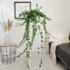Bluszcz pospolity (Hedera helix ‘Wonder’) 110-120cm