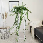 Bluszcz pospolity (Hedera helix 'Wonder') 120cm