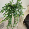 Bluszcz pospolity (Hedera helix ‘Wonder’) 110-120cm