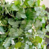 Bluszcz pospolity (Hedera helix ‘Wonder’) 110-120cm