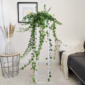 Bluszcz pospolity (Hedera helix 'Wonder') 120cm