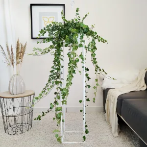 Bluszcz pospolity (Hedera helix 'Wonder') 120cm