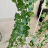 Bluszcz pospolity (Hedera helix ‘Wonder’) 110-120cm