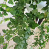 Bluszcz pospolity (Hedera helix ‘Wonder’) 110-120cm