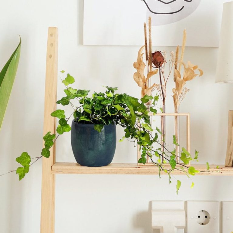 Bluszcz pospolity (Hedera helix 'Wonder') 70cm