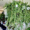 Bluszcz pospolity (Hedera helix ‘Wonder’) 110-120cm