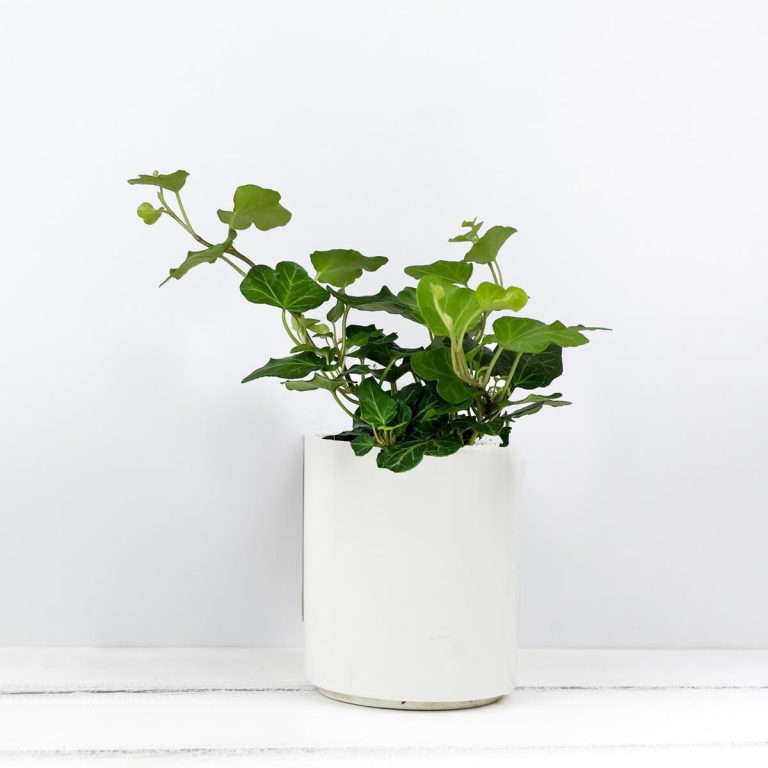 Bluszcz pospolity (Hedera helix 'Wonder') 15cm