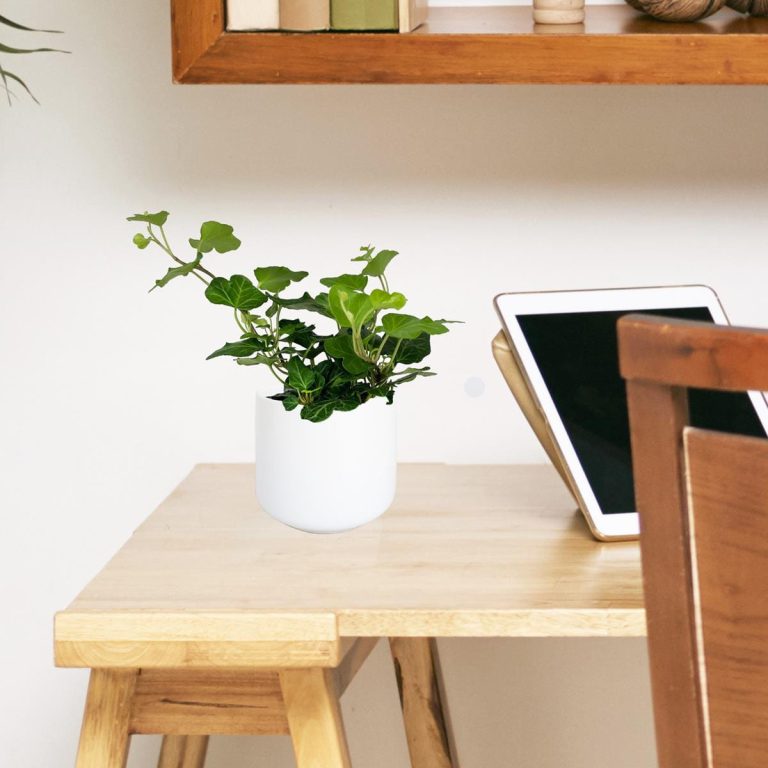 Bluszcz pospolity (Hedera helix 'Wonder') 15cm