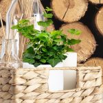 Bluszcz pospolity (Hedera helix 'Wonder') 15cm