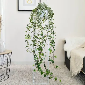 Bluszcz pospolity (Hedera helix 'Wonder White') 120cm