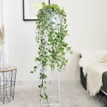 Bluszcz pospolity (Hedera helix 'Eva') 130cm