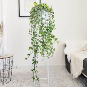Bluszcz pospolity (Hedera helix 'Eva') 130cm