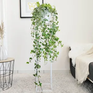 Bluszcz pospolity (Hedera helix 'Eva') 130cm