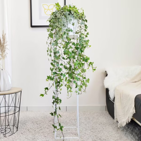 Bluszcz pospolity (Hedera helix 'Eva') 120-130cm