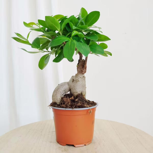 Bonsai figowiec tępolistny (Ficus Microcarpa 'Ginseng') 35-40cm