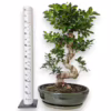 Bonsai (Ficus microcarpa ‘Ginseng’) 75-85cm