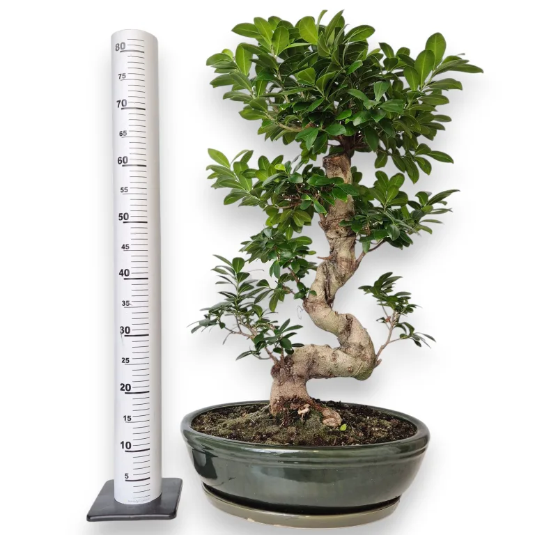 Bonsai (Ficus microcarpa 'Ginseng') 80cm