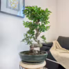 Bonsai (Ficus microcarpa ‘Ginseng’) 75-85cm