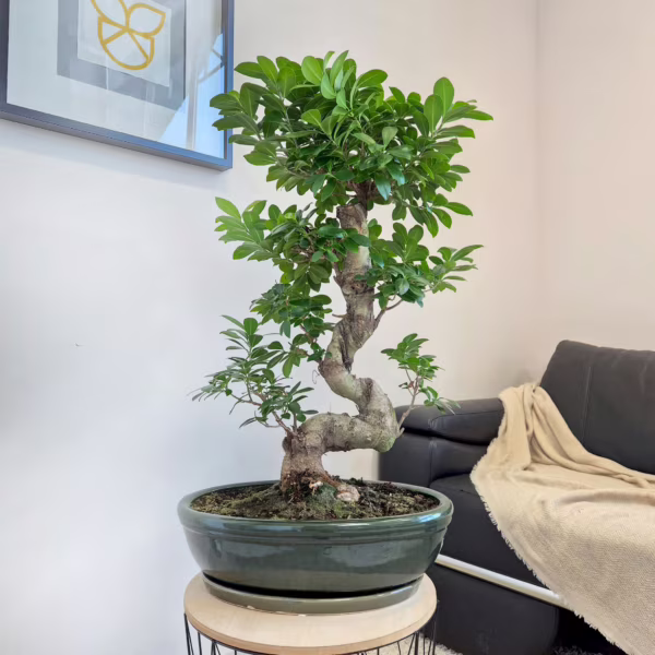 Bonsai (Ficus microcarpa 'Ginseng') 80cm