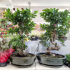 Bonsai (Ficus microcarpa ‘Ginseng’) 75-85cm