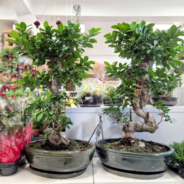 Bonsai (Ficus microcarpa 'Ginseng') 75-85cm
