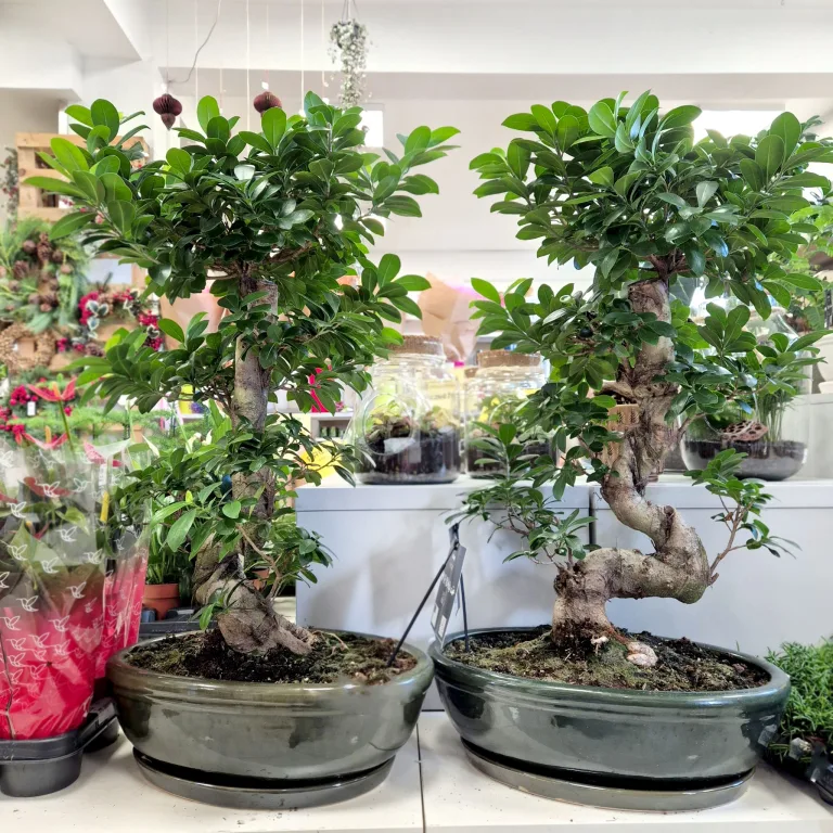 Bonsai (Ficus microcarpa 'Ginseng') 80cm