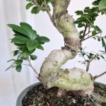 Bonsai (Ficus microcarpa 'Ginseng') 80cm