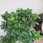 Bonsai (Ficus microcarpa 'Ginseng') 80cm