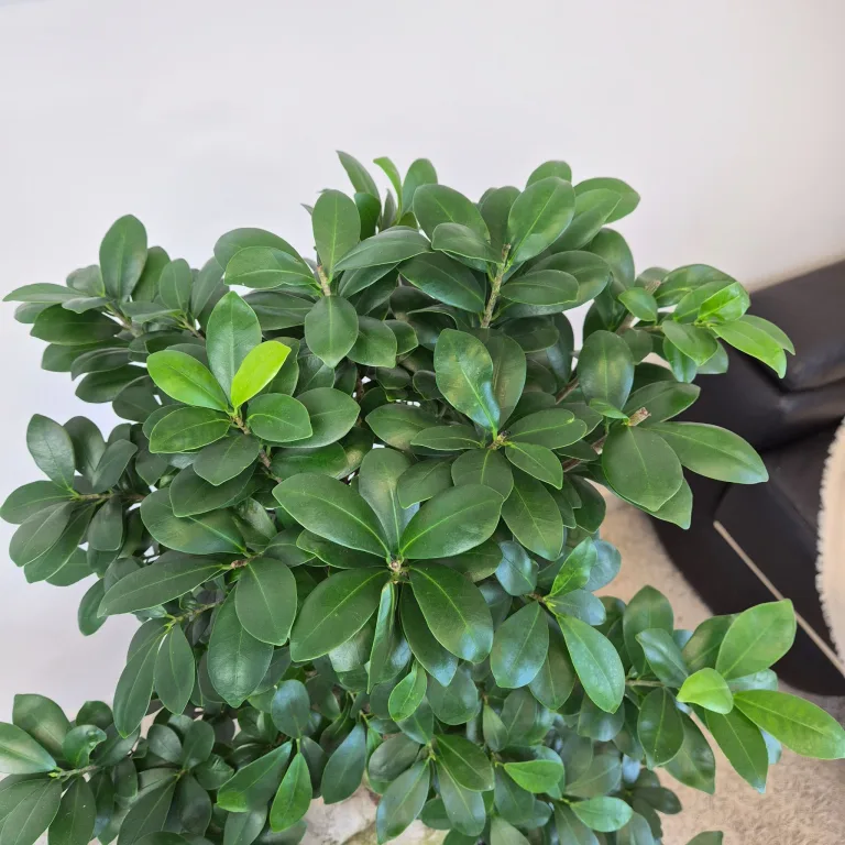 Bonsai (Ficus microcarpa 'Ginseng') 80cm