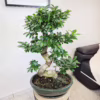 Bonsai (Ficus microcarpa ‘Ginseng’) 75-85cm