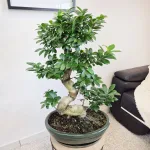 Bonsai (Ficus microcarpa 'Ginseng') 80cm
