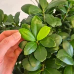 Bonsai (Ficus microcarpa 'Ginseng') 80cm