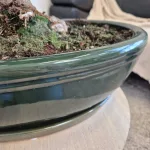 Bonsai (Ficus microcarpa 'Ginseng') 80cm