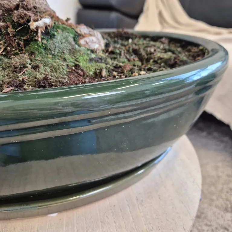 Bonsai (Ficus microcarpa 'Ginseng') 80cm