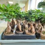 Bonsai figowiec tępolistny (Ficus Microcarpa 'Ginseng') 25cm