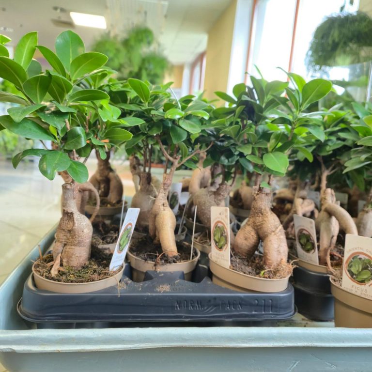 Bonsai figowiec tępolistny (Ficus Microcarpa 'Ginseng') 25cm