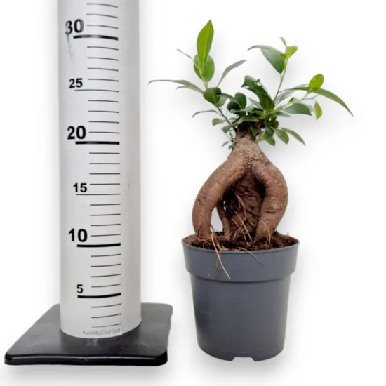 Fikus microcarpa (Ficus Microcarpa 'Ginseng') 30cm Fikus microcarpa (Ficus Microcarpa 'Ginseng') 30cm Fikus microcarpa (Ficus Microcarpa 'Ginseng') 30cm Fikus microcarpa (Ficus Microcarpa 'Ginseng') 30cm Fikus microcarpa (Ficus Microcarpa 'Ginseng') 30cm Fikus microcarpa (Ficus Microcarpa 'Ginseng') 30cm Fikus microcarpa (Ficus Microcarpa 'Ginseng') 30cm Fikus microcarpa (Ficus Microcarpa 'Ginseng') 30cm Fikus microcarpa (Ficus Microcarpa 'Ginseng') 30cm Fikus microcarpa (Ficus Microcarpa 'Ginseng') 30cm Fikus microcarpa (Ficus Microcarpa 'Ginseng') 30cm Fikus microcarpa (Ficus Microcarpa 'Ginseng') 30cm Fikus microcarpa (Ficus Microcarpa 'Ginseng') 30cm Fikus microcarpa (Ficus Microcarpa 'Ginseng') 30cm Fikus microcarpa (Ficus Microcarpa 'Ginseng') 30cm Fikus microcarpa (Ficus Microcarpa 'Ginseng') 30cm Fikus microcarpa (Ficus Microcarpa 'Ginseng') 30cm Fikus microcarpa (Ficus Microcarpa 'Ginseng') 30cm Fikus microcarpa (Ficus Microcarpa 'Ginseng') 30cm Fikus microcarpa (Ficus Microcarpa 'Ginseng') 30cm Fikus microcarpa (Ficus Microcarpa 'Ginseng') 30cm Fikus microcarpa (Ficus Microcarpa 'Ginseng') 30cm Fikus microcarpa (Ficus Microcarpa 'Ginseng') 30cm Fikus microcarpa (Ficus Microcarpa 'Ginseng') 30cm Fikus microcarpa (Ficus Microcarpa 'Ginseng') 30cm Fikus microcarpa (Ficus Microcarpa 'Ginseng') 30cm Fikus microcarpa (Ficus Microcarpa 'Ginseng') 30cm Fikus microcarpa (Ficus Microcarpa 'Ginseng') 30cm Fikus microcarpa (Ficus Microcarpa 'Ginseng') 30cm Fikus microcarpa (Ficus Microcarpa 'Ginseng') 30cm Fikus microcarpa (Ficus Microcarpa 'Ginseng') 30cm Fikus microcarpa (Ficus Microcarpa 'Ginseng') 30cm Fikus microcarpa (Ficus Microcarpa 'Ginseng') 30cm Fikus microcarpa (Ficus Microcarpa 'Ginseng') 30cm Fikus microcarpa (Ficus Microcarpa 'Ginseng') 30cm Fikus microcarpa (Ficus Microcarpa 'Ginseng’)