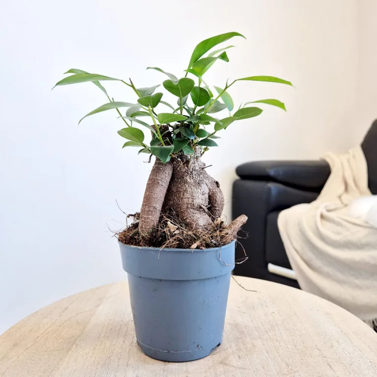 Fikus microcarpa (Ficus Microcarpa 'Ginseng') 30cm