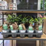 Fikus microcarpa (Ficus Microcarpa 'Ginseng') 30cm