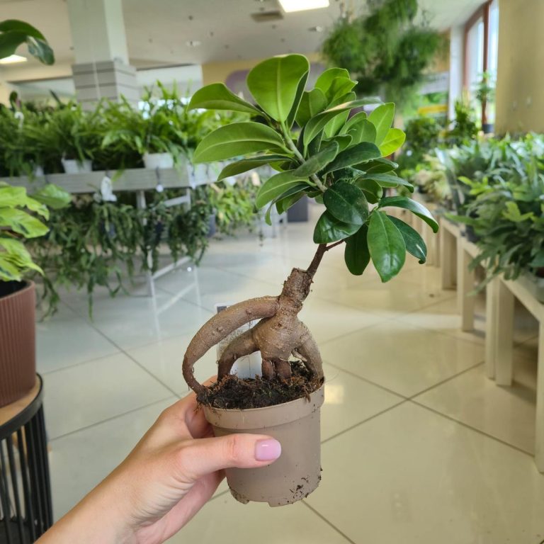 Bonsai figowiec tępolistny (Ficus Microcarpa 'Ginseng') 25cm