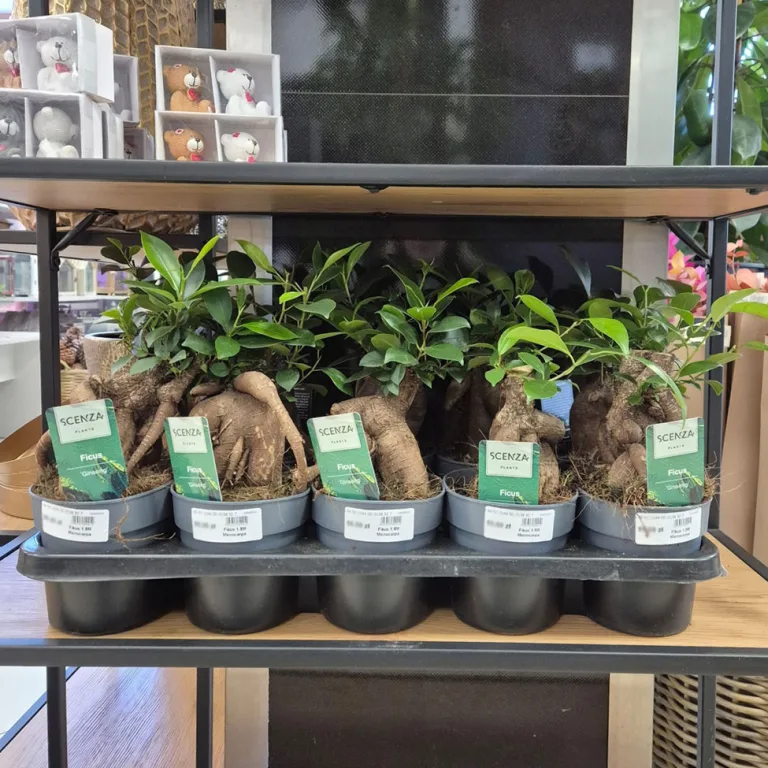 Fikus microcarpa (Ficus Microcarpa 'Ginseng') 30cm