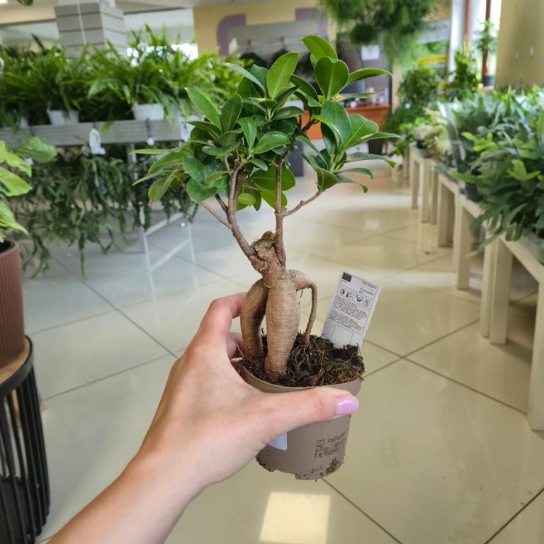 Bonsai figowiec tępolistny (Ficus Microcarpa 'Ginseng') 25cm