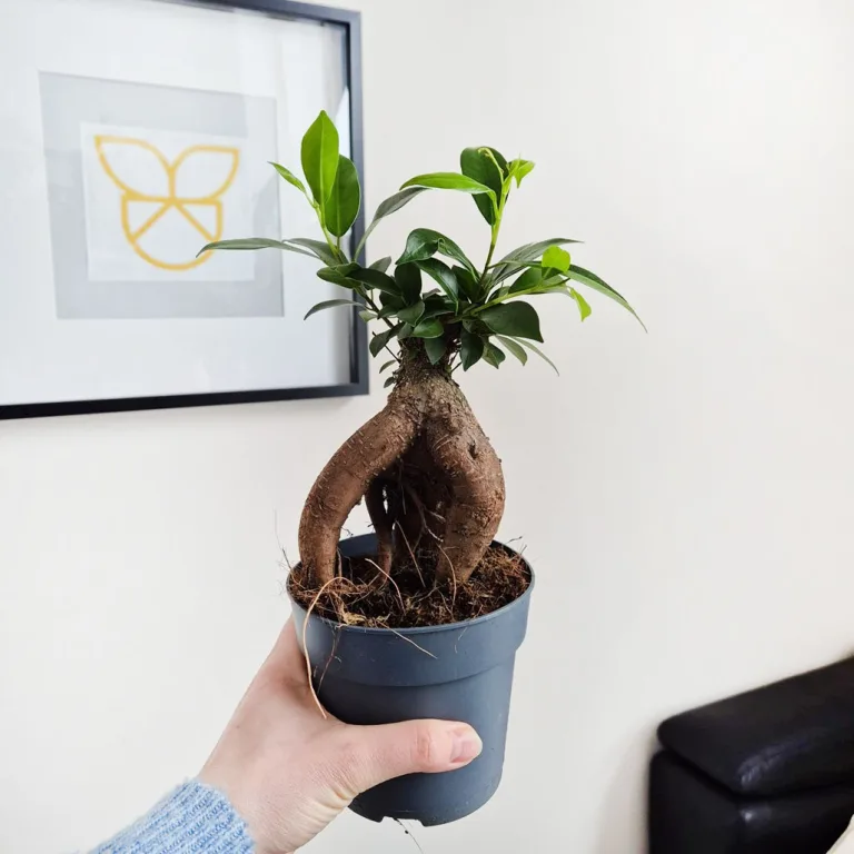 Fikus microcarpa (Ficus Microcarpa 'Ginseng') 30cm
