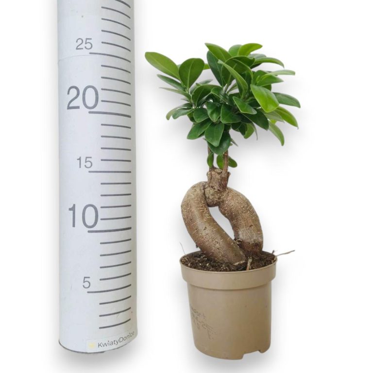 Bonsai figowiec tępolistny (Ficus Microcarpa 'Ginseng') 25cm