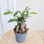 Fikus microcarpa (Ficus Microcarpa 'Ginseng') 30cm